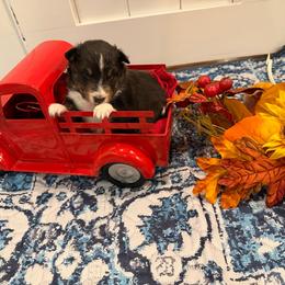 Girl 2 - Black white and tan female Shetland Sheepdog puppy in Tuscumbia, Alabama from Agee's World of Shelties