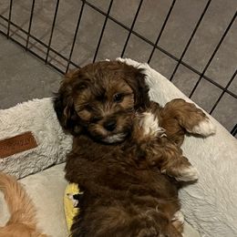 Orange boy - male Havanese puppy in Arlington, Washington from Havanese With Love Breeding Co.