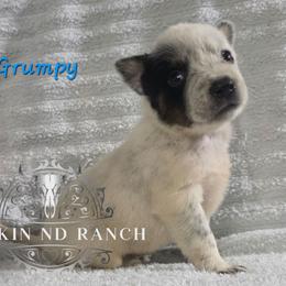 Grumpy - Blue male Australian Cattle Dog puppy in Silsbee, Texas from Rockin ND Ranch