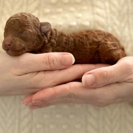 Boy 3 - Red male Cavapoo puppy in Kalamazoo, Michigan from Sleeping Bear Kennels