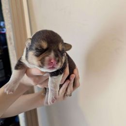 Pembroke Welsh Corgi Puppies from Mount Garfield Corgis