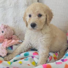 Goldendoodle Puppies from Medium Labradoodles 🐾