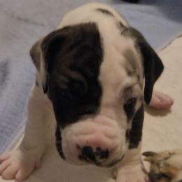 Brown collar boy - Harlequin male Great Dane puppy in Gansevoort, New York from Fancy Danes