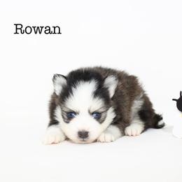 Rowan - Black and white male Pomsky puppy in Murfreesboro, Tennessee from Middle Tennessee Pomskies