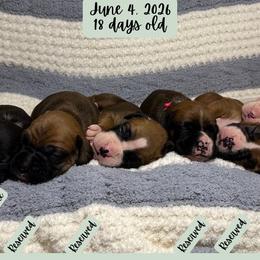 Boxer puppies from House of Onyx Boxers