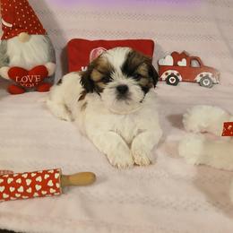 Shih Tzu Puppies from Cindy Hampton