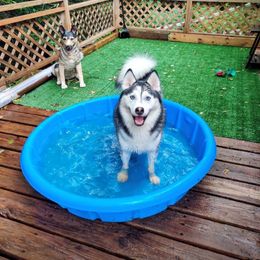 My Crazy Pomskys Ali - Black and white Pomsky puppy in Hurleyville, New York from My Crazy Pomskys
