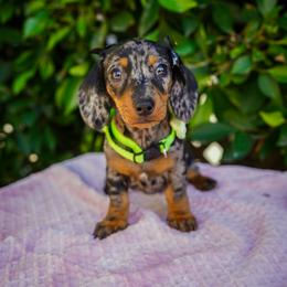Marsha - Dapple female Dachshund puppy in Temecula, California from Naomi Magee's Dachshund Kennel