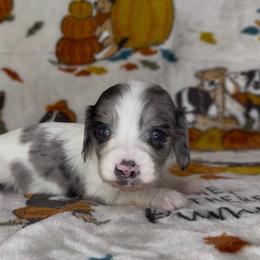 Stella - Dapple female Dachshund puppy in Poteau, Oklahoma from Sisters Dazzling Dachshunds