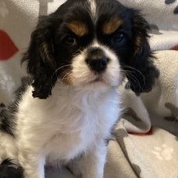 Cavalier King Charles Spaniel Puppies from Mapleview Cavalier King Charles Spaniels