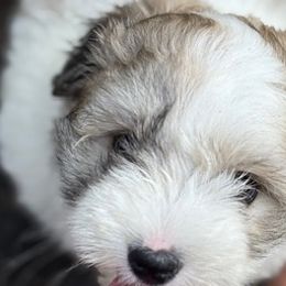 Cotons de Tulear and Sheepadoodles from Majestic Creek Puppies