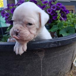 Boy 7 - White male Boxer puppy in Pikeville, Kentucky from Boxers of Whispered Wishes