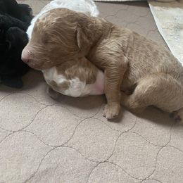 Poodle Puppies from Sweet Country Standards