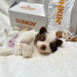 Eclair - Chocolate female Pomsky puppy in Sanbornton, New Hampshire from Kristie’s Husky Haven