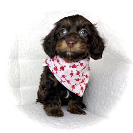 Glory - Brown and tan male Cockapoo puppy in Hermiston, Oregon from Columbia River Cockapoos