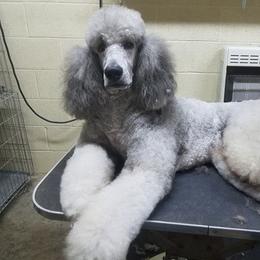 Prince - Poodle