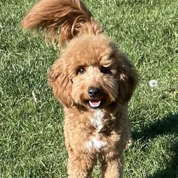 Ginger - Goldendoodle
