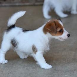 Twix Broken coat Girl - White and tan female Russell Terrier puppy in Middletown, Virginia from DBF Russell Terriers