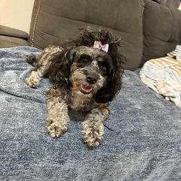 Mochi - Cockapoo