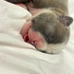 Girl 2 - Lilac female Boston Terrier puppy in Red Rock, Arizona from Cortes Boston Terriers