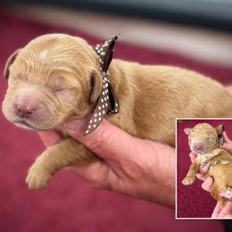 Miss Brown Collar - Apricot female Australian Labradoodle puppy in Wake Forest, North Carolina from Lucky Country Labradoodles