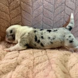 Lola - Blue merle and white female American Corgi puppy in Decatur, Texas from Bar S Corgis
