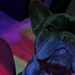 French Bulldogs from Certified Frenchies