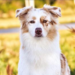 Barbie - Australian Shepherd