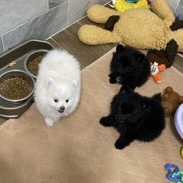 Pomeranian Puppies from My Star Pomeranian’s
