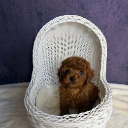 Potato(AKC) - Red  male Poodle puppy in Moreno Valley, California from Yanni's Poodle