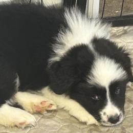 Dandy - Black and white male Border Collie puppy in Giddings, Texas from JoyLee Border Collies