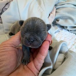 Orange collar - Liver female French Bulldog puppy in North Port, Florida from Shoreline Bulldogs