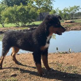 Raven - Black tri female Toy Australian Shepherd puppy in Amarillo, Texas from Duclops Ranch Aussies