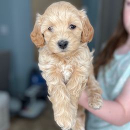Sally - Apricot female Havapoo puppy in Surprise, Arizona from Huckleberry Doodles