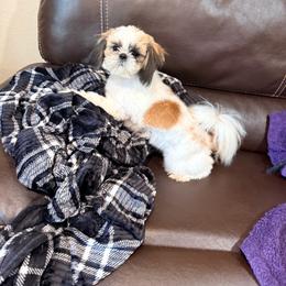 Jiffy - Red and white male Shih Tzu puppy in Morrisville, Missouri from Sweetbriar Shih Tzu