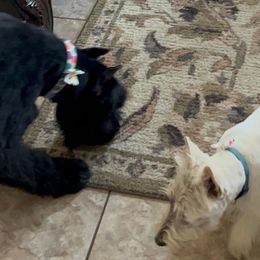 Giant Schnauzers and Scottish Terriers from CVS Giant Schnauzers