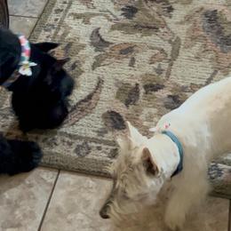 Giant Schnauzers and Scottish Terriers from CVS Giant Schnauzers