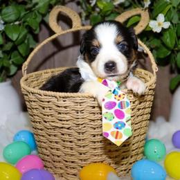 Ares - Black tri male Miniature Australian Shepherd puppy in Guthrie, Oklahoma from Raised Right Pups
