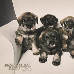 Standard Schnauzer Puppies from Kinobi Standard Schnauzers
