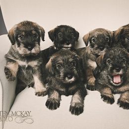 Standard Schnauzer Puppies from Kinobi Standard Schnauzers