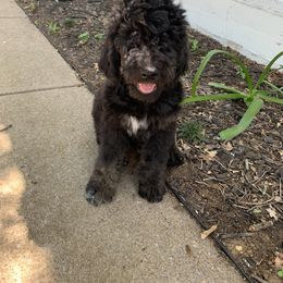 Goldendoodle Puppies from Solis Goldendoodles