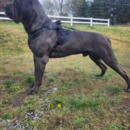 Cane Corso from Bane's Legacy Cane Corso
