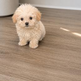 Goldendoodle and Maltipoo Puppies from ENC Goldendoodles And Maltipoos