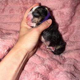 Purple collar - Black tan and white female Miniature Bull Terrier puppy in Port Charlotte, Florida from Cloud Nine Ranch Bullies