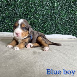 Boy 4 - Blue merle male Bernedoodle puppy in Modesto, California from Two Doods Doodles