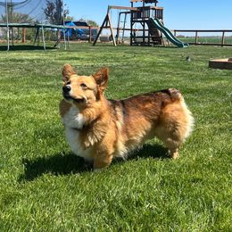 Pard - Pembroke Welsh Corgi