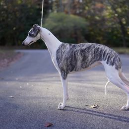 Adaline - Whippet
