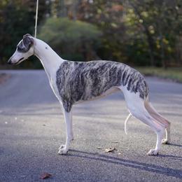 Adaline - Whippet