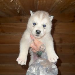 Boy 2 - Sable and white male Siberian Husky puppy in Iron River, Wisconsin from Wiemeri Siberians
