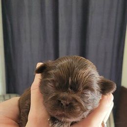 Girl - Liver Shih Tzu puppy in Garland, Texas from Bibi’s Exclusive Shih Tzus